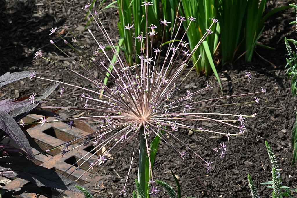 2025-06138983 Tower Hill Botanic Garden, MA.JPG - Tumbleweed Onion (Alium schubertii). New England Botanic Garden at Tower Hill, MA, 6-13-2025